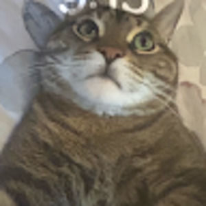 Meet your Posher, Feng cai